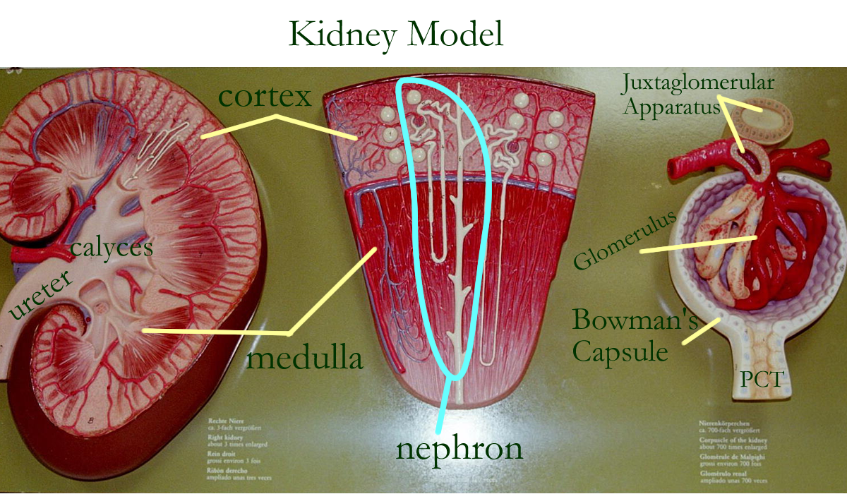 Biology 2404